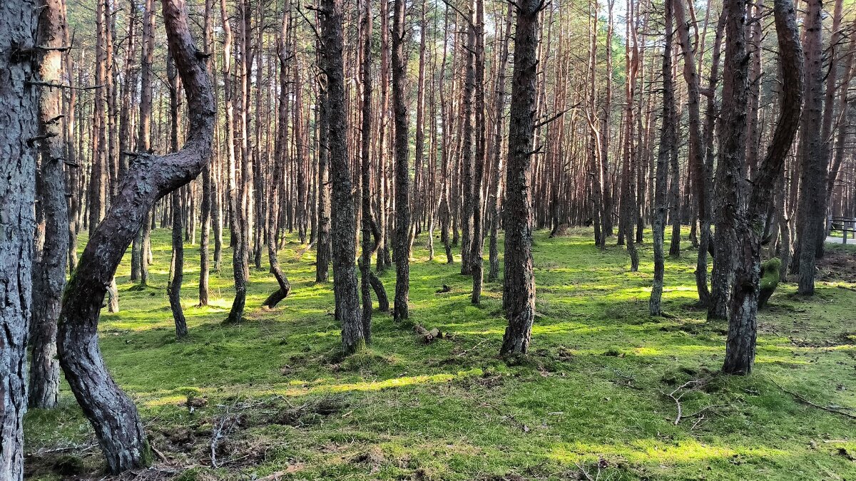 Танцующий лес. - Ольга Танцующий лес. - Ольга