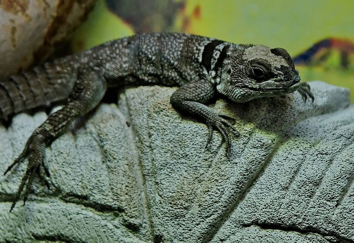 " Сафари парк "  Геленджик... - Николай Саржанов