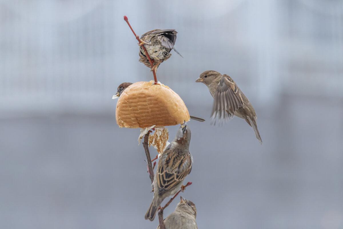 из жизни воробьев . - юрий макаров