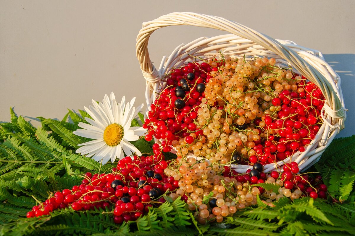 ___ - Галина Ложечникова