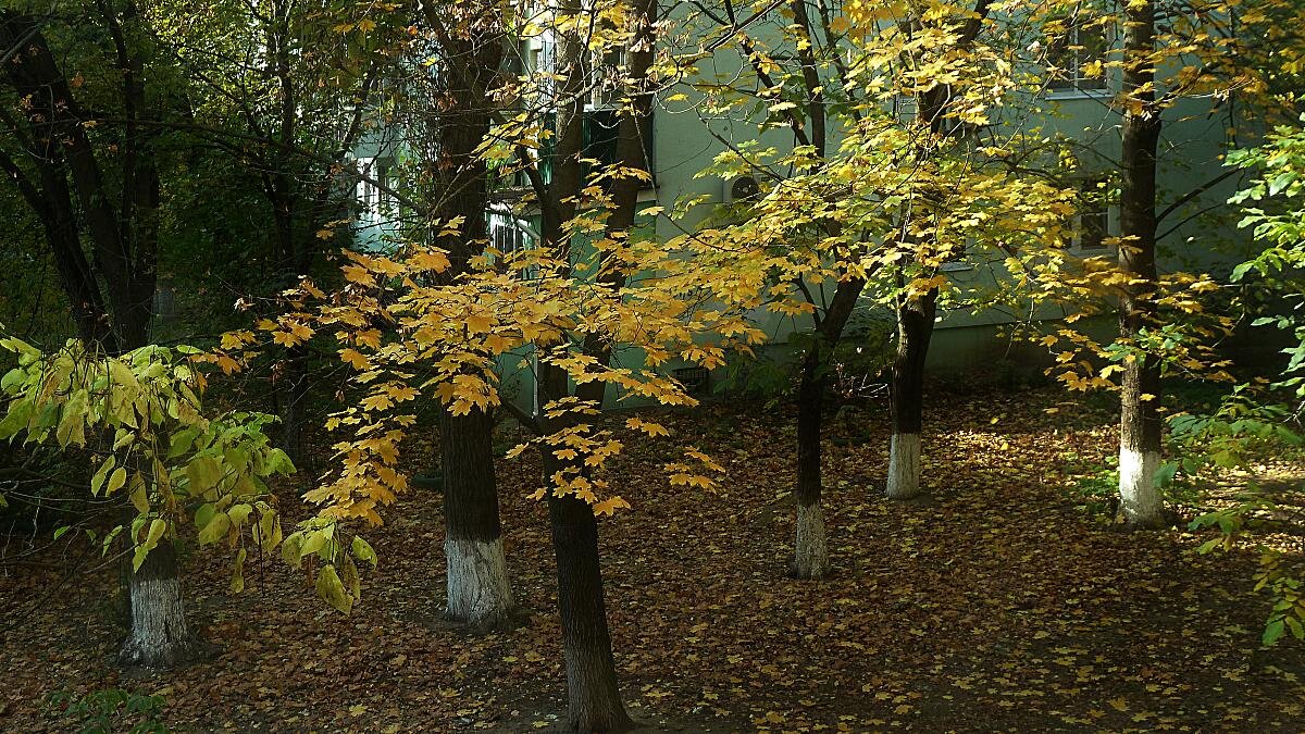 из кухонного окна - Николай Семёнов