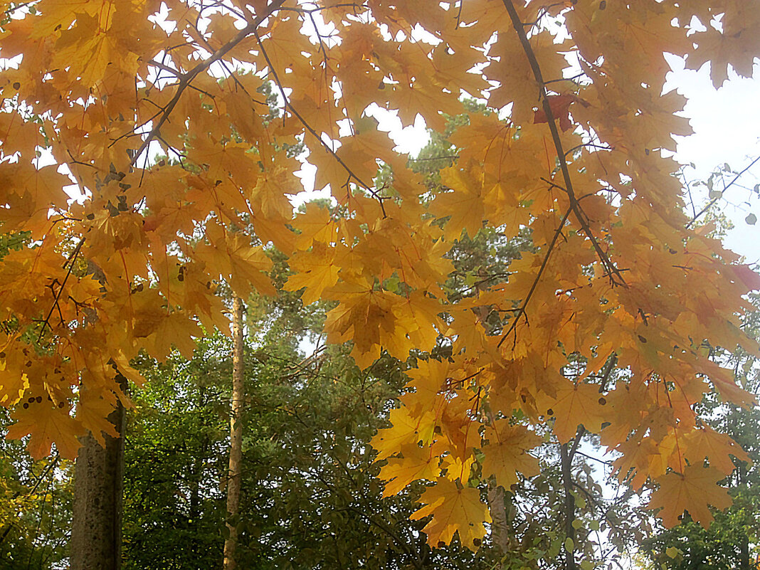 В золотую осень - Елена Семигина