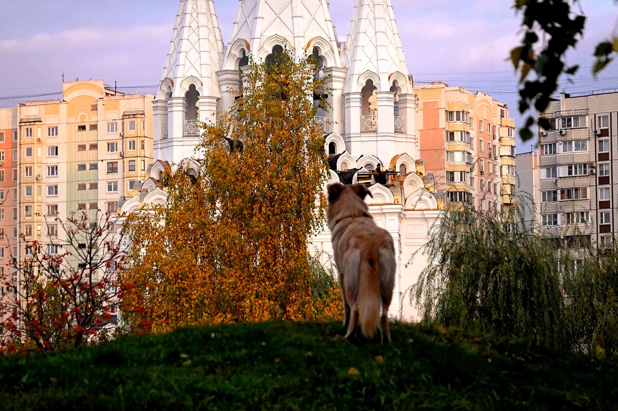 Долгий собачий взгляд на храм. - Татьяна Помогалова Долгий собачий взгляд на храм. - Татьяна Помогалова