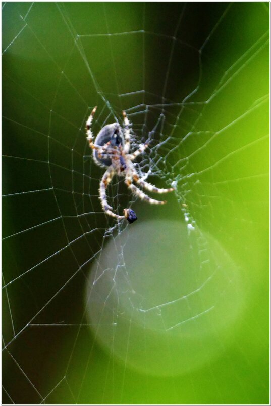 ПАУК... - Elvira E. 