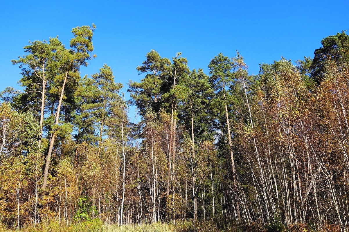Опушка леса - Рита Симонова
