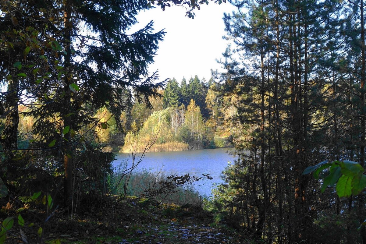 Опушка леса - Рита Симонова