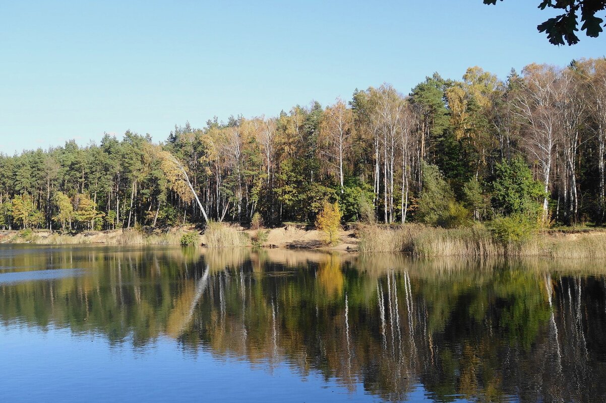 Опушка леса - Рита Симонова
