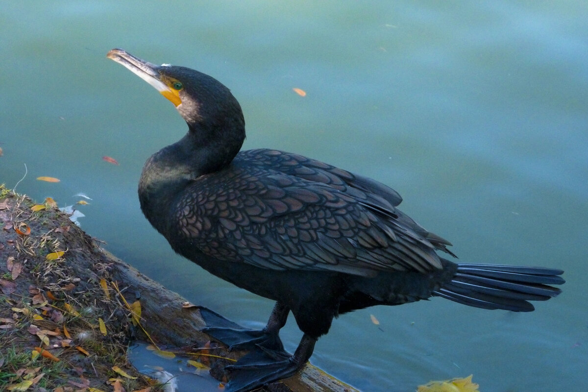 Чёрный  баклан - Валентин Семчишин