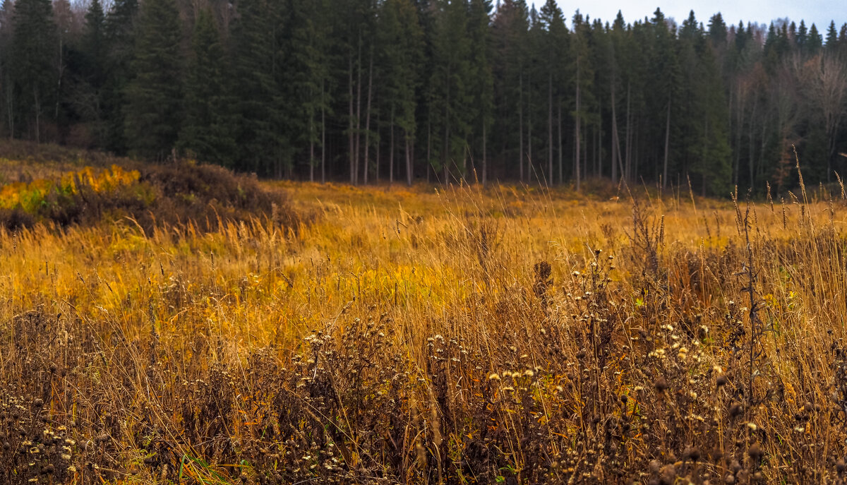 Осенний Сюжет - юрий поляков Осенний Сюжет - юрий поляков