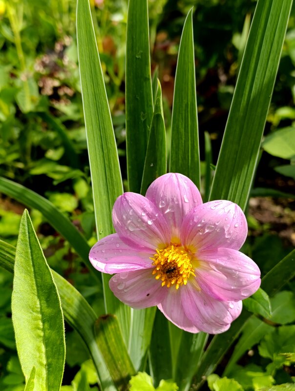 дачное - tatiana 