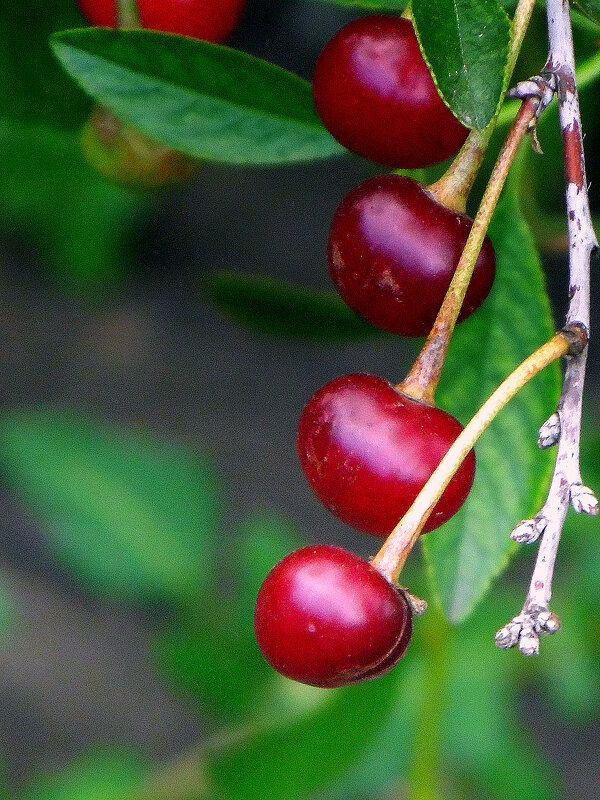 Вишенки. - nadyasilyuk Вознюк