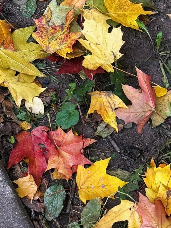 Яркая осень - Мария - Maria Яркая осень - Мария - Maria