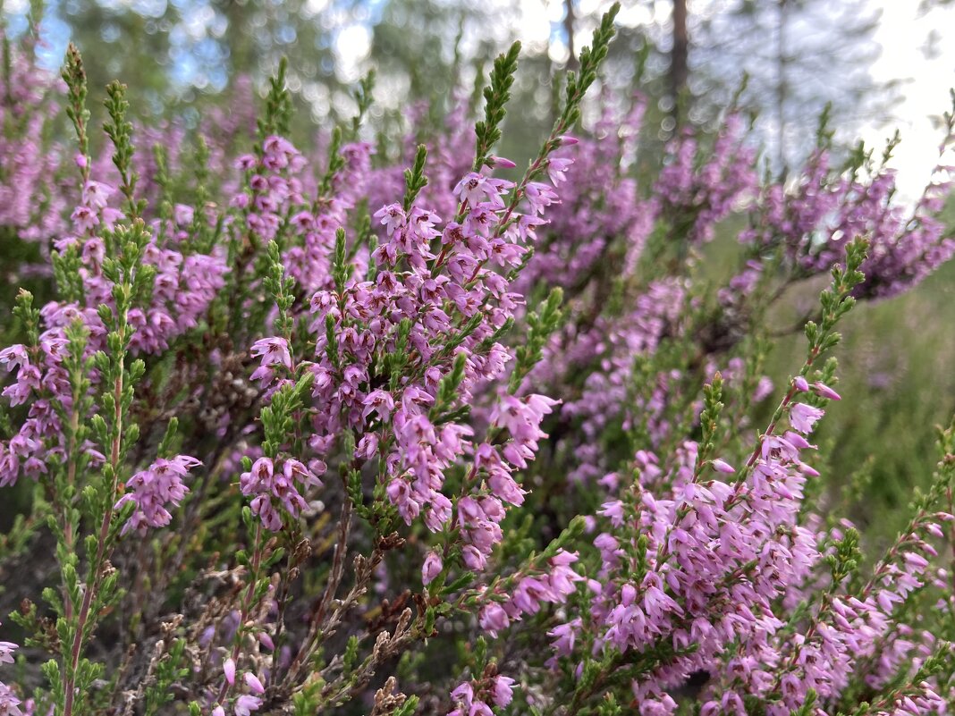 Вереск - Ольга Савельева 