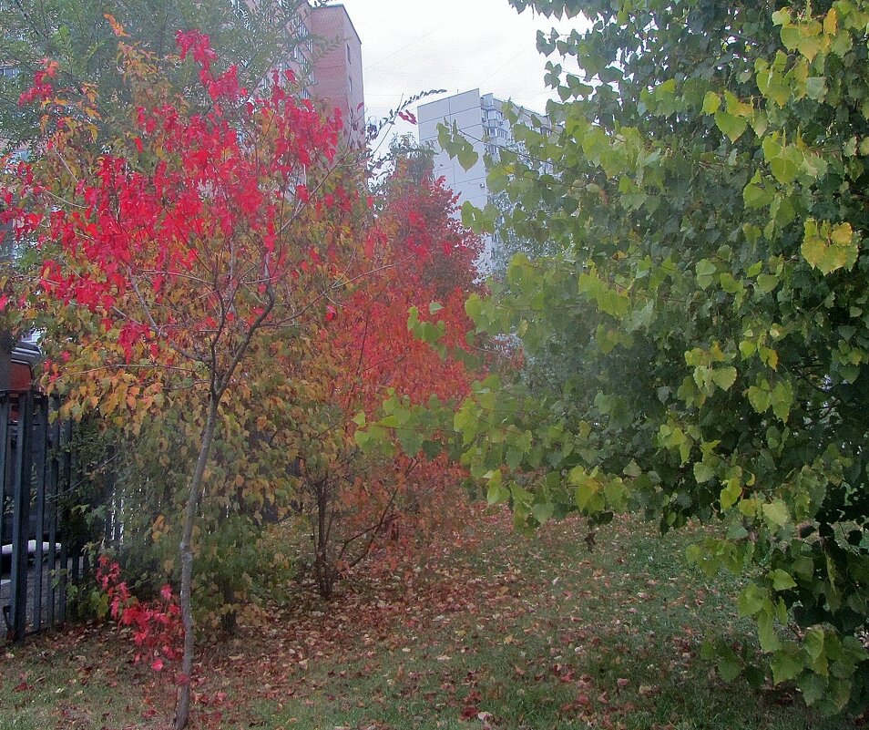 ..осенние краски.. - galalog galalog ..осенние краски.. - galalog galalog