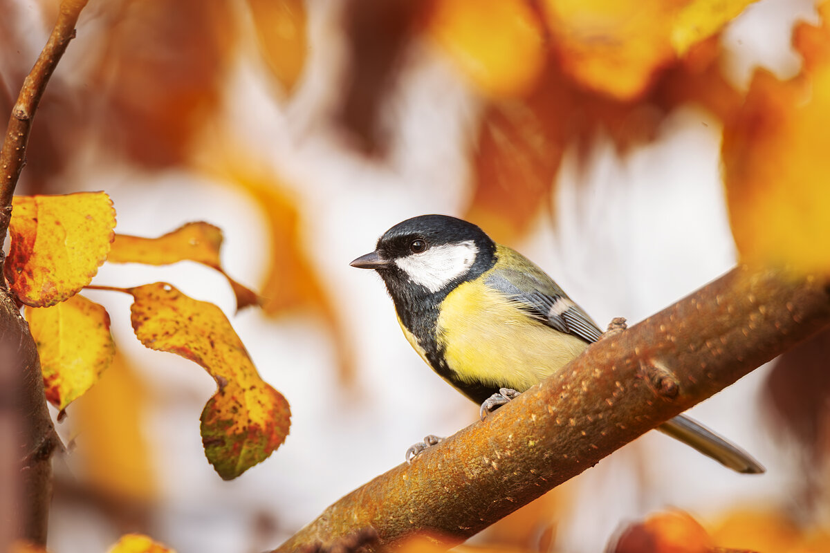 Синица - Alex Bush