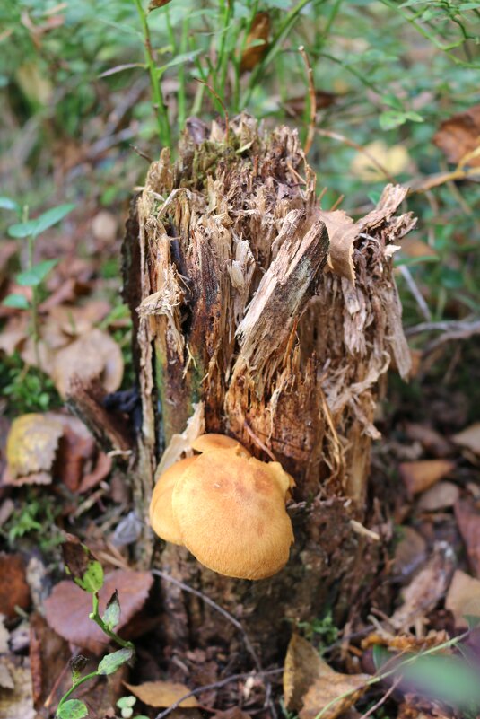 Осенний пенёк - Ольга 