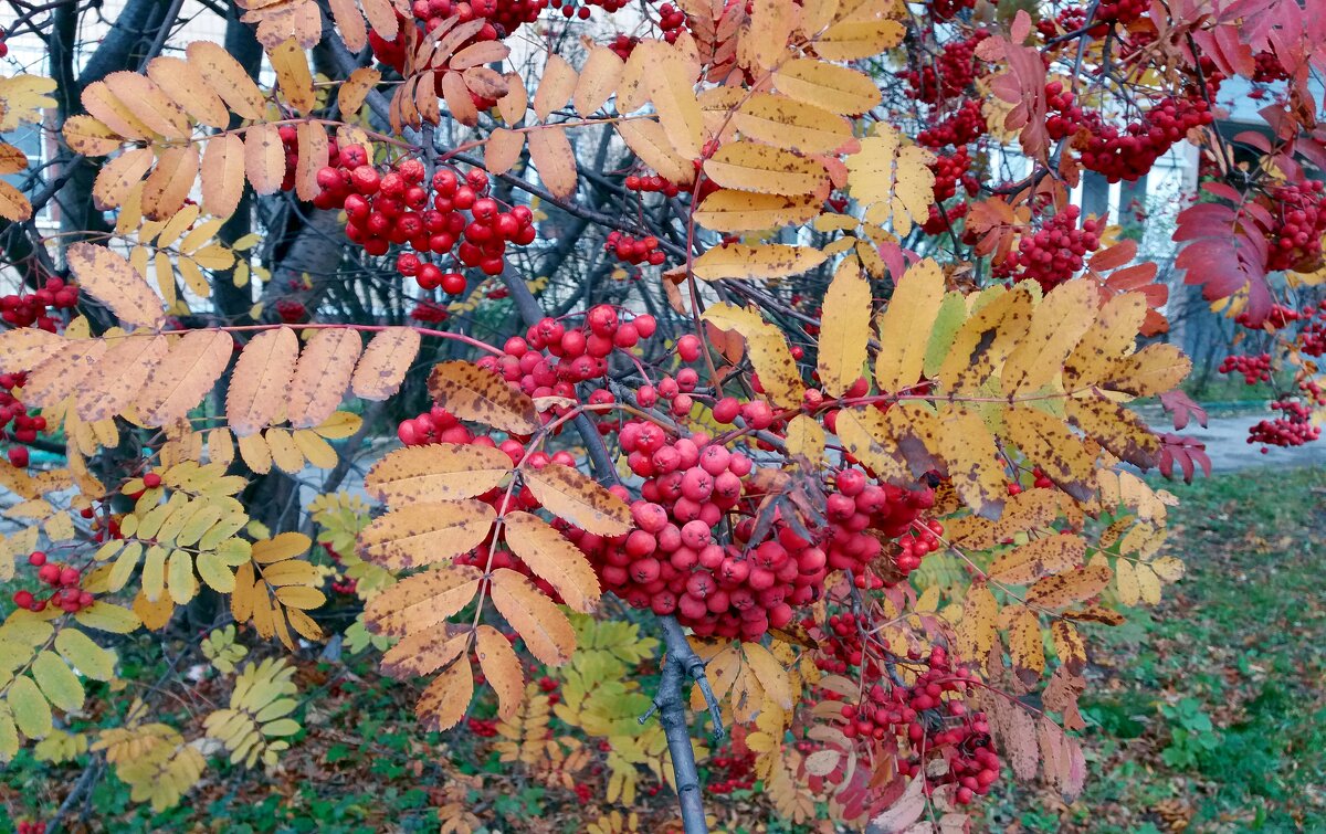 Горит огнём рябина алая - Galina Solovova