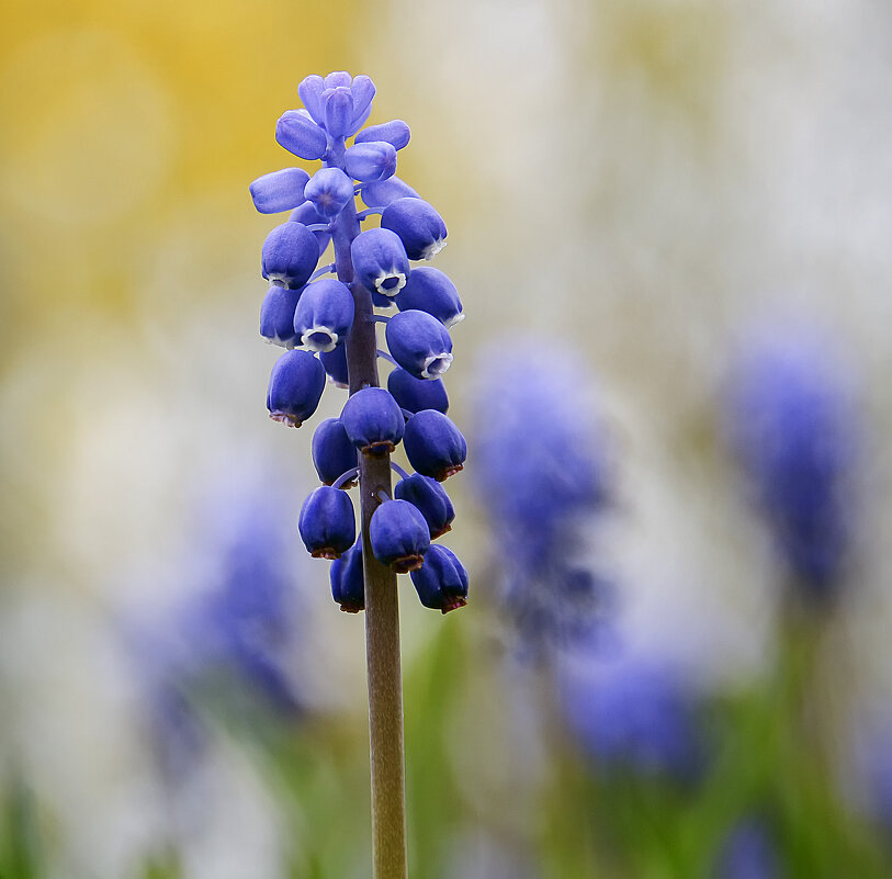 **** - Андроник Александр 