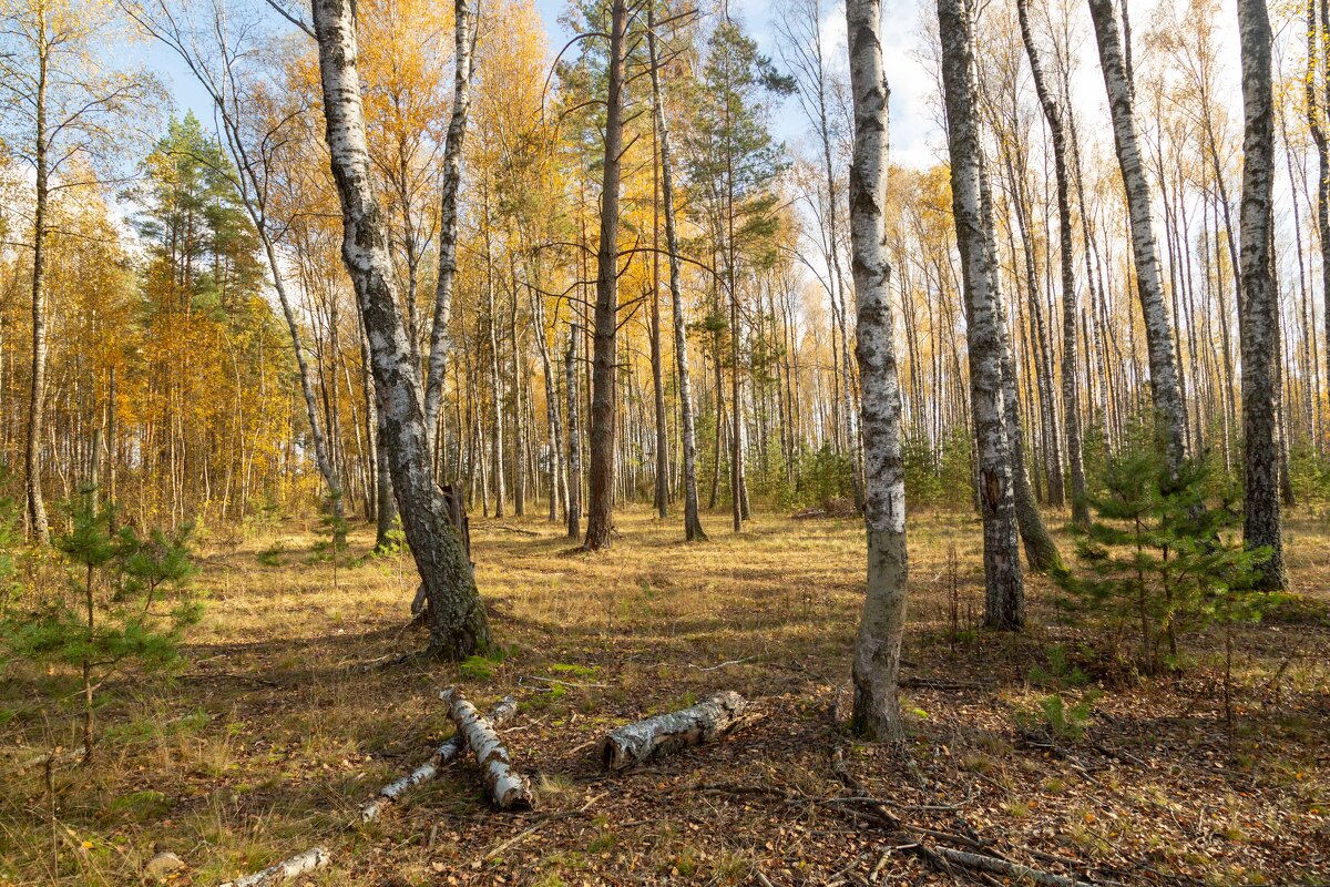 Осенний лес. - Сергей Татаринов