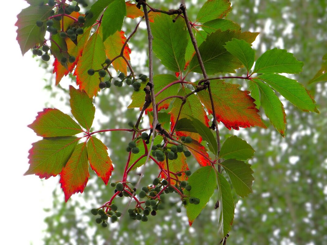 Девичий виноград - Лариса С. Девичий виноград - Лариса С.