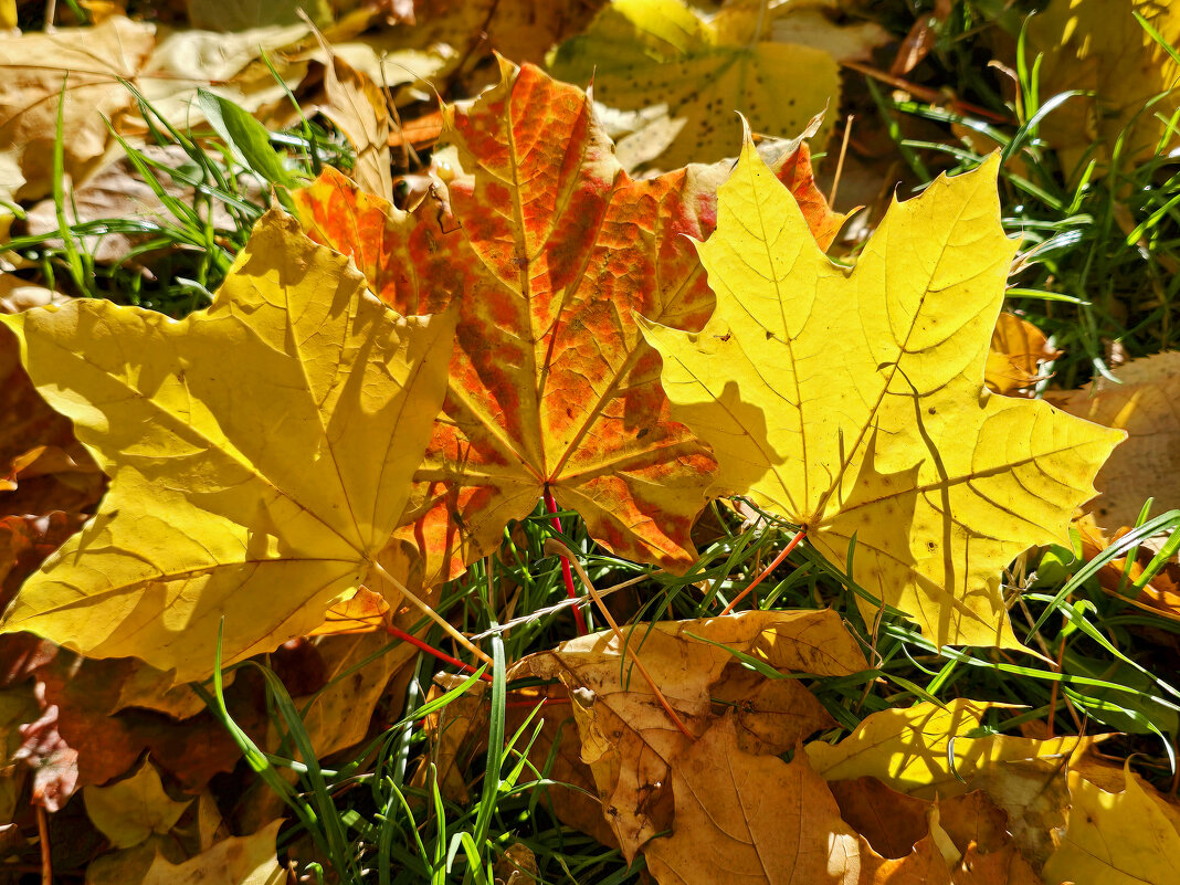 Кленовый листопад - Nina Streapan Кленовый листопад - Nina Streapan