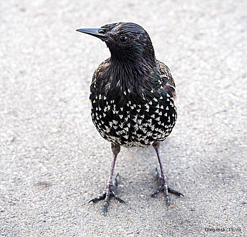пернатые в городе - Олег Лукьянов пернатые в городе - Олег Лукьянов