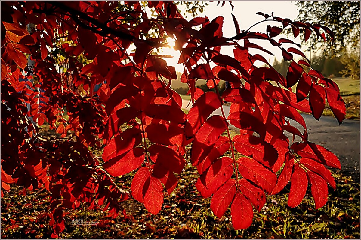 Про сентябрь... - Aquarius - Сергей Про сентябрь... - Aquarius - Сергей