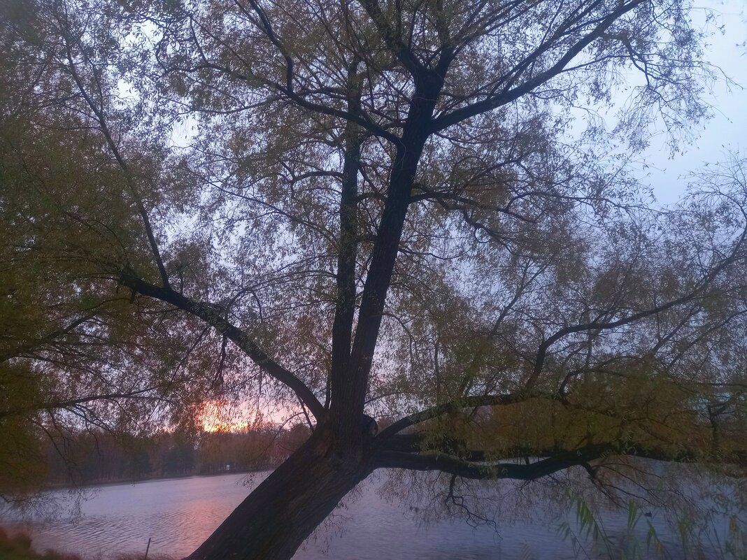 Рассвет - Сапсан 