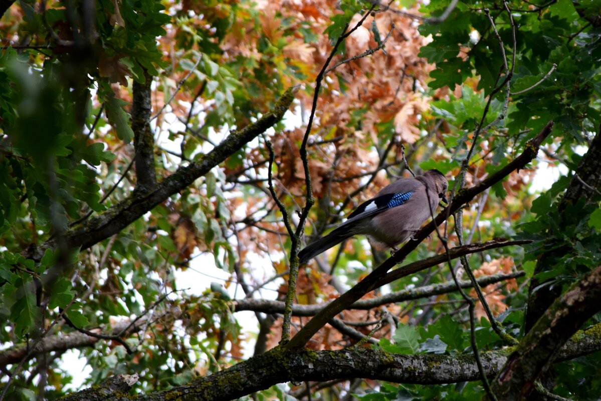 Сойка - Павленко Михаил 