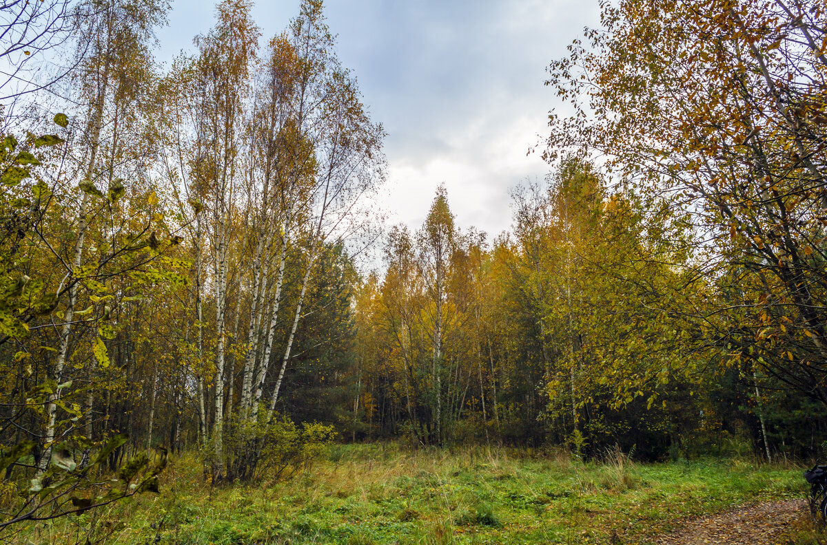 Осенний лес - Сергей Цветков