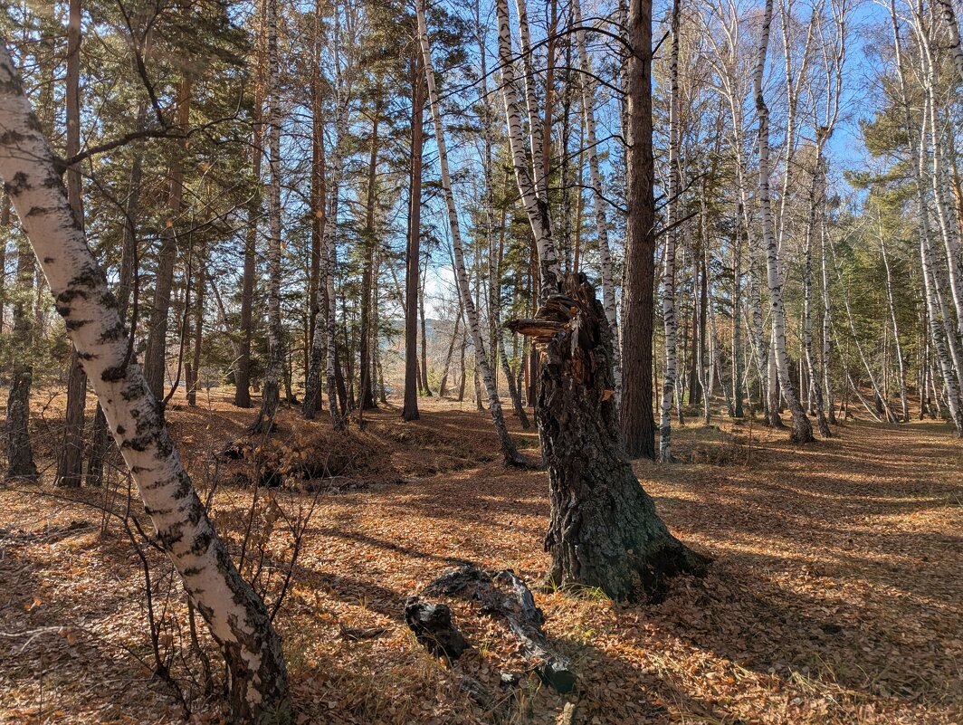 Лесная сказка - Андрей Хлопонин