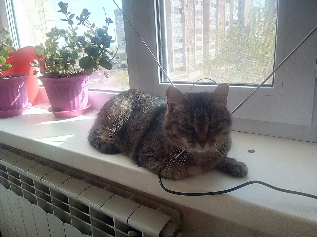 Любимое место Марфы... - Георгиевич 