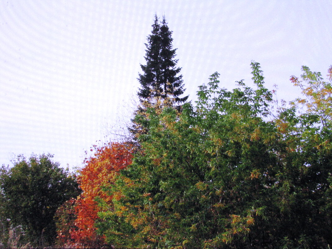 Краски осени - Людмила Смородинская