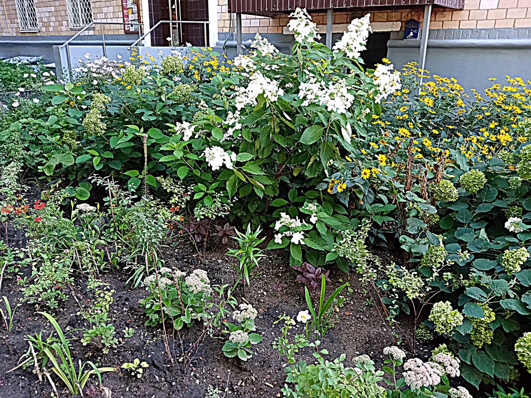 Цветы. - Владимир Драгунский Цветы. - Владимир Драгунский