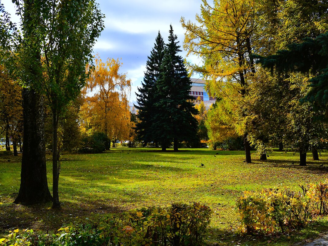 Чебоксары. Ели в осеннем сквере им. Чапаева. - Пётр Чернега
