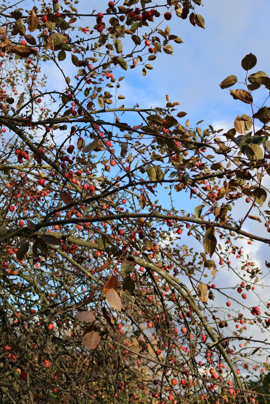 Осень на Елагином острове - Ольга 