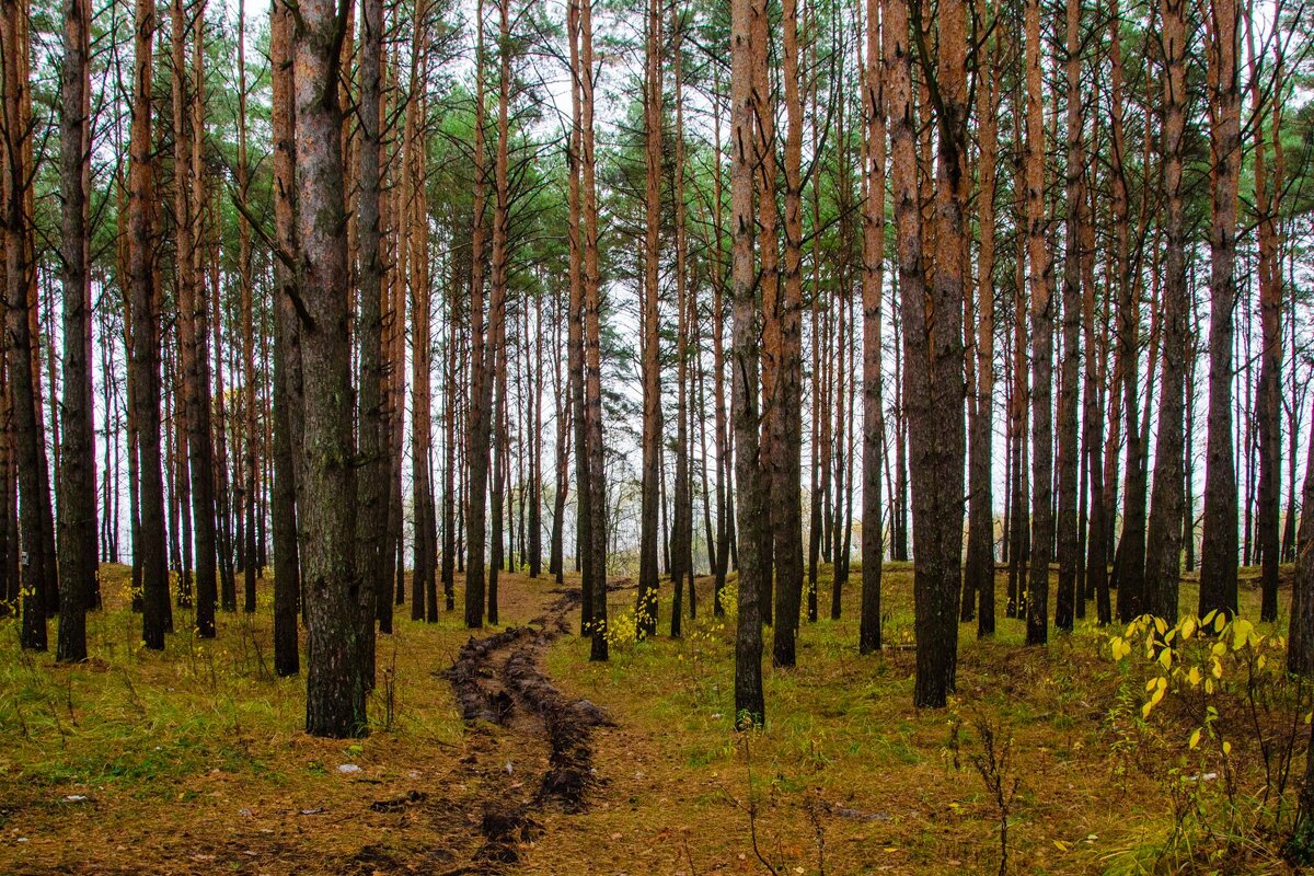 Сосны, как солдаты - на подбор - Галина Ложечникова