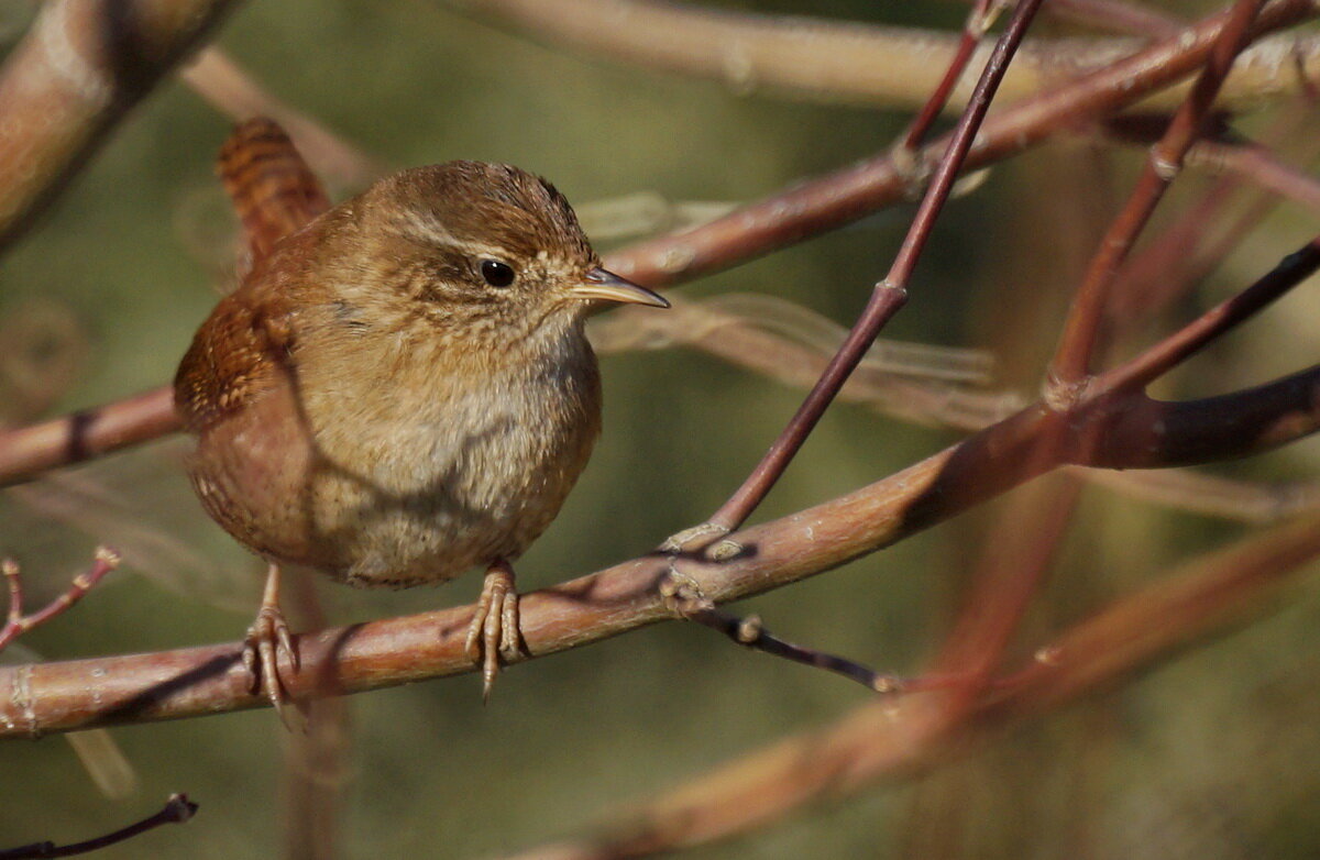 Стефенский кустарниковый крапивник... - Николай Саржанов