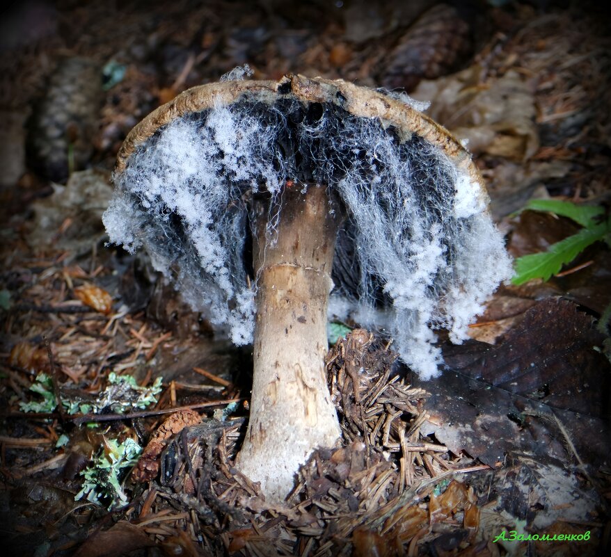 Про грибы-каннибалы, пожирающие другие грибы... - Андрей Заломленков