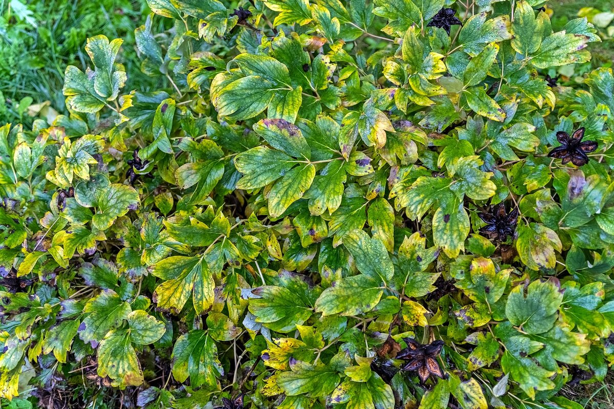 Мукдения осенняя - Валерий Иванович