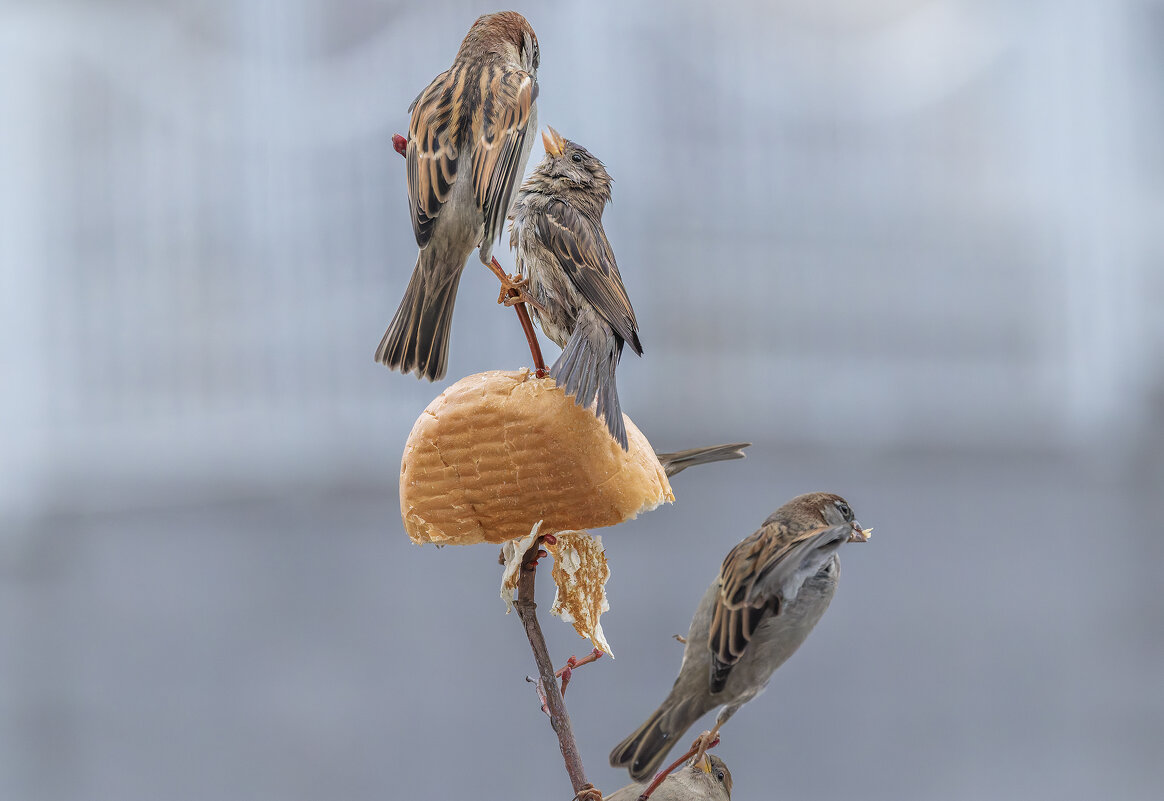из жизни воробьев . - юрий макаров