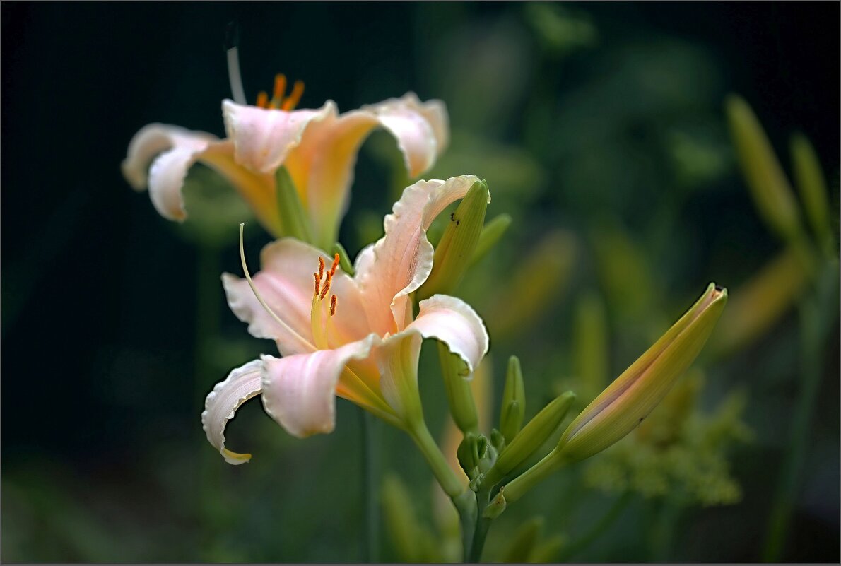 Лето - ZNatasha -