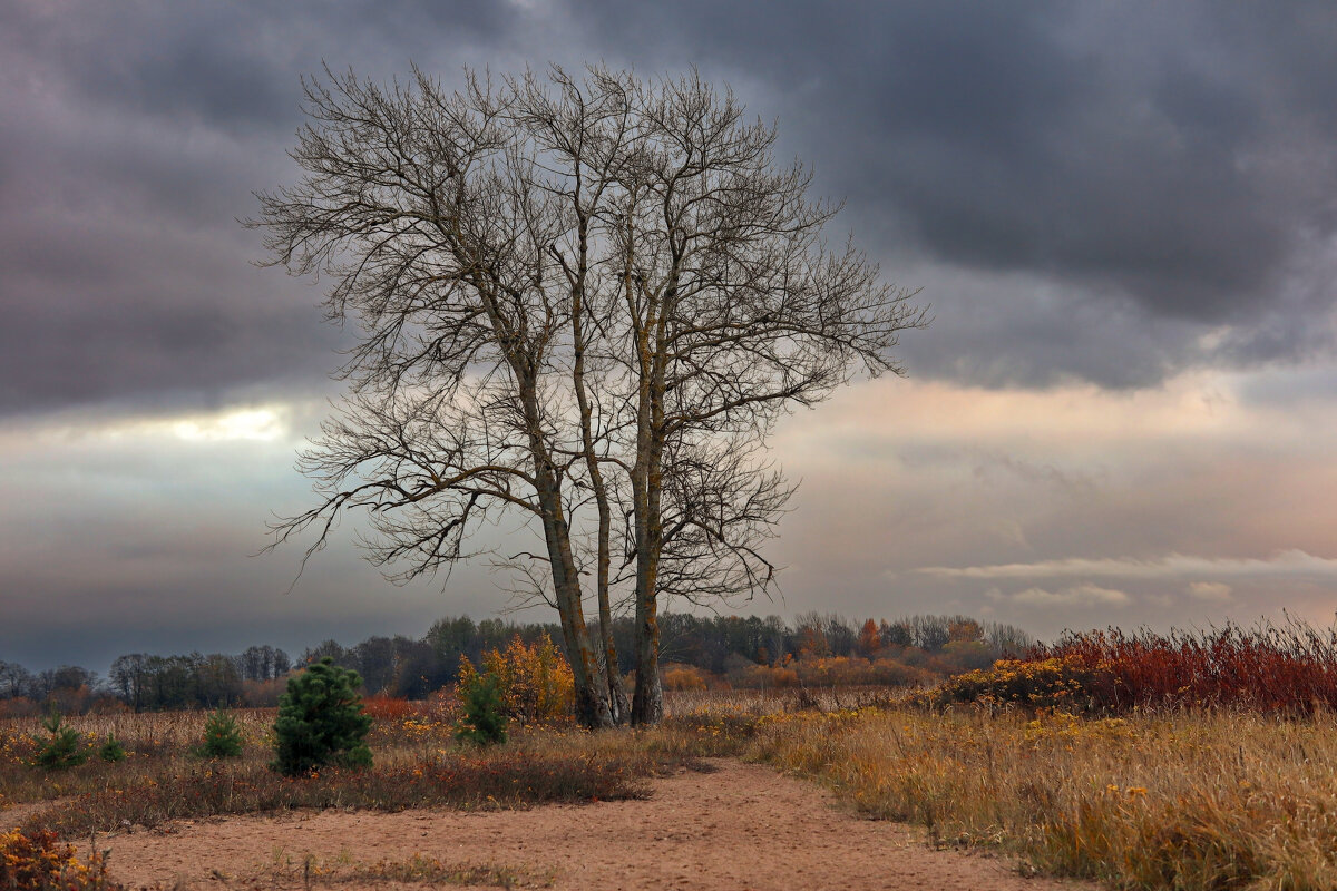 Морские дубки - skijumper Иванов