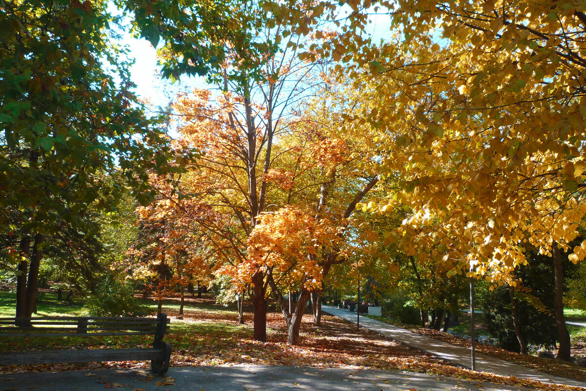 Осень золотая - Валентин Семчишин