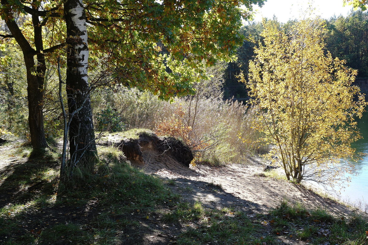 Побережье лесного озера - Рита Симонова