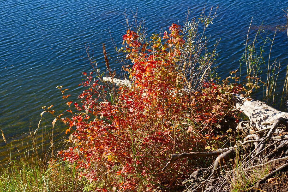 Побережье лесного озера - Рита Симонова