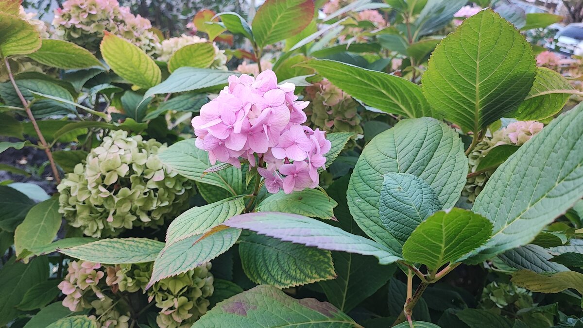 ,,, - Сергей Тимоновский