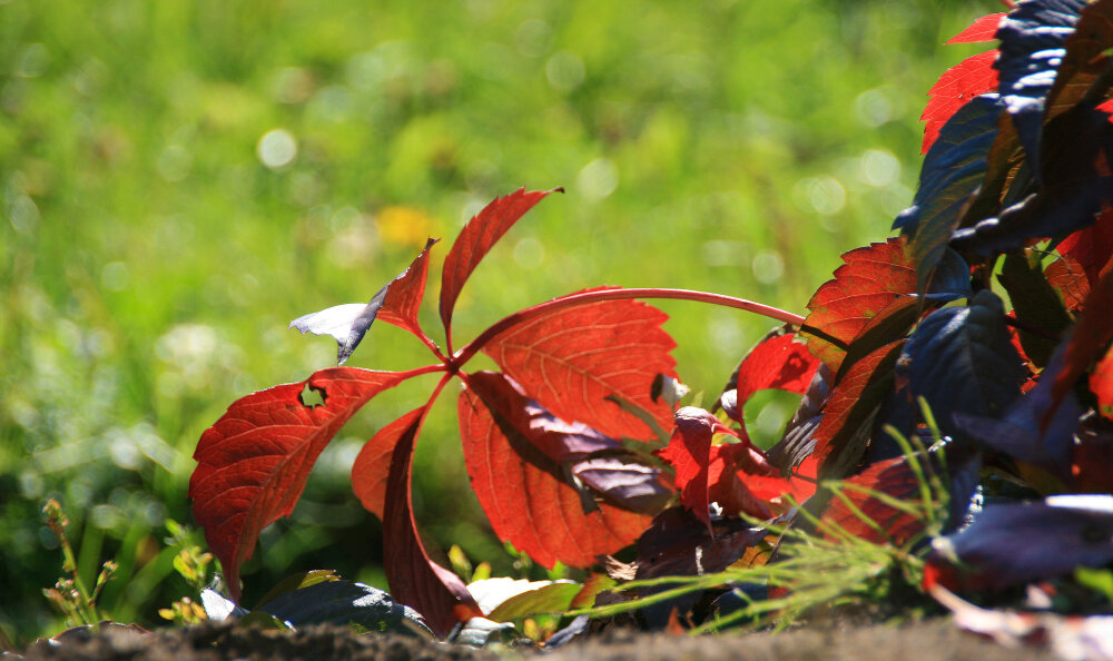 Осенний этюд - Галина Ильясова