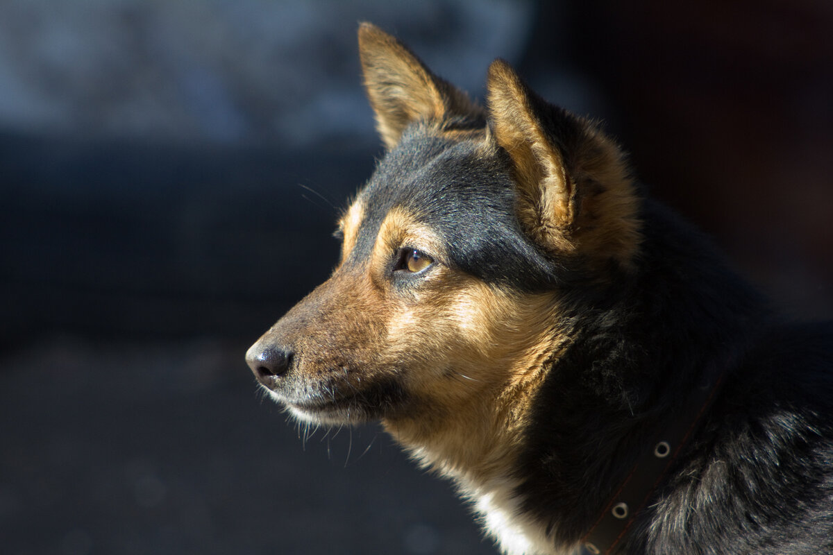 пес - Сергей Рожков