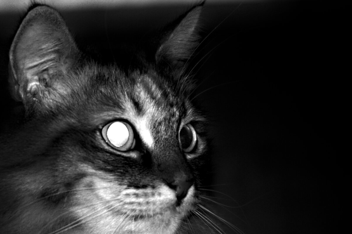 *** - Сергей Сергеев